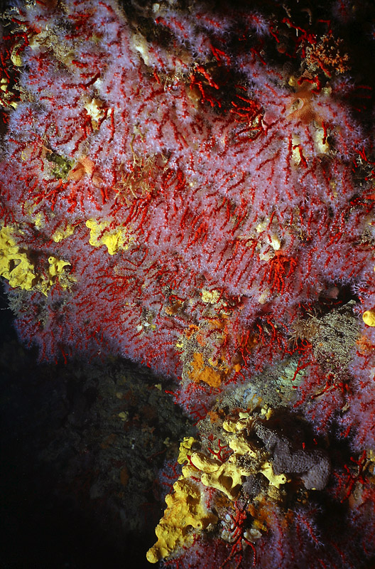 Discussione su Corallium rubrum bianco